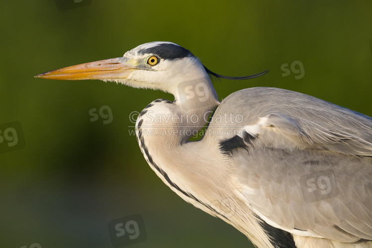 Grey Heron, adult close-up