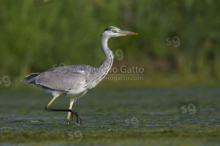 Grey Heron, immature walking in the water