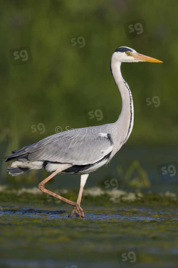 Grey Heron, adult walking in the water