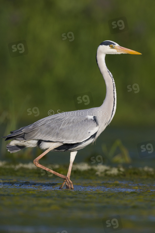 Grey Heron