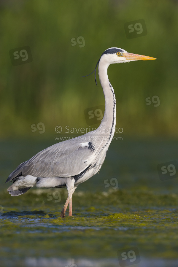 Grey Heron, adult standing in the water