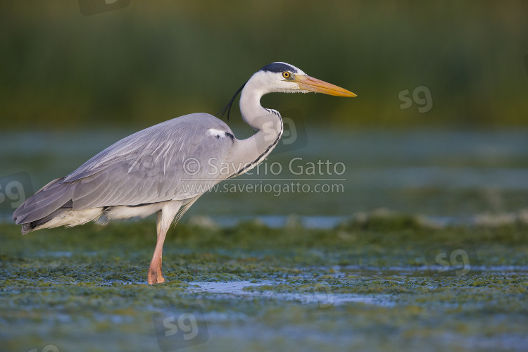 Grey Heron, adult standing in the water