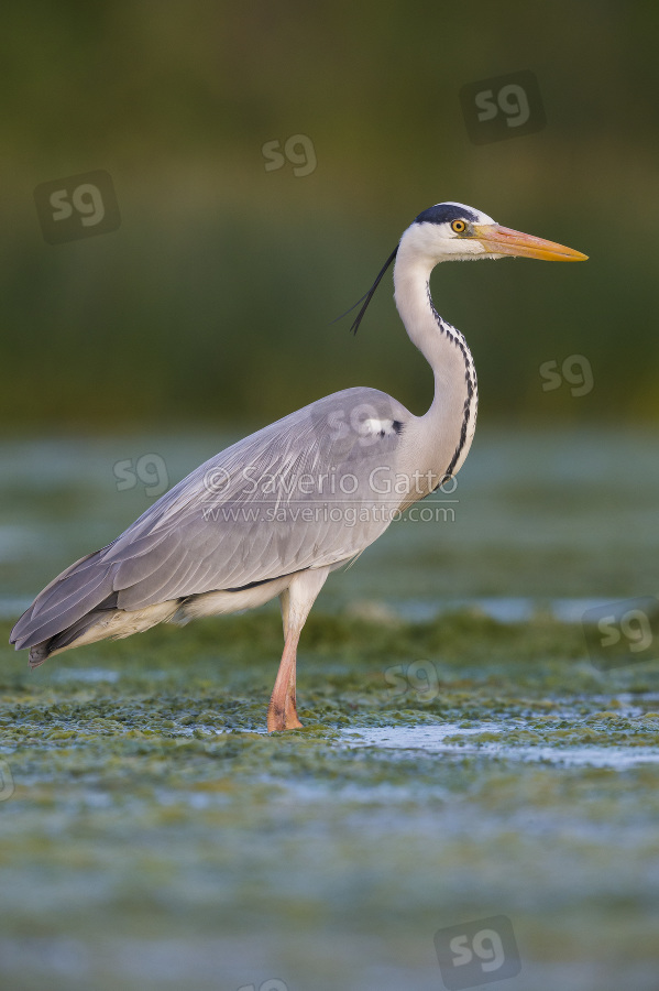 Grey Heron, adult standing in the water