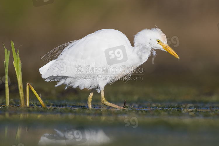 Cattle Egret