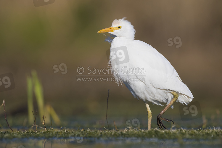 Cattle Egret