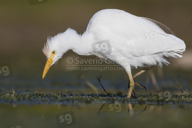 Cattle Egret