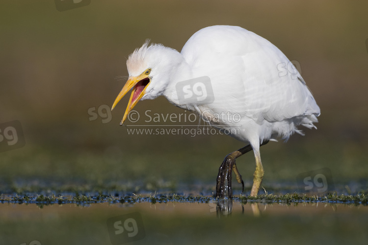 Cattle Egret