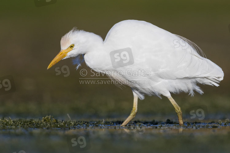 Cattle Egret