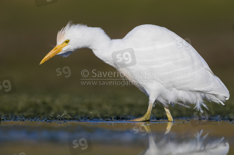 Cattle Egret