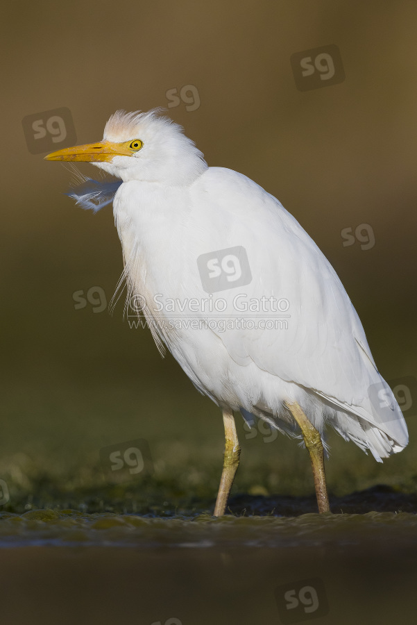 Cattle Egret