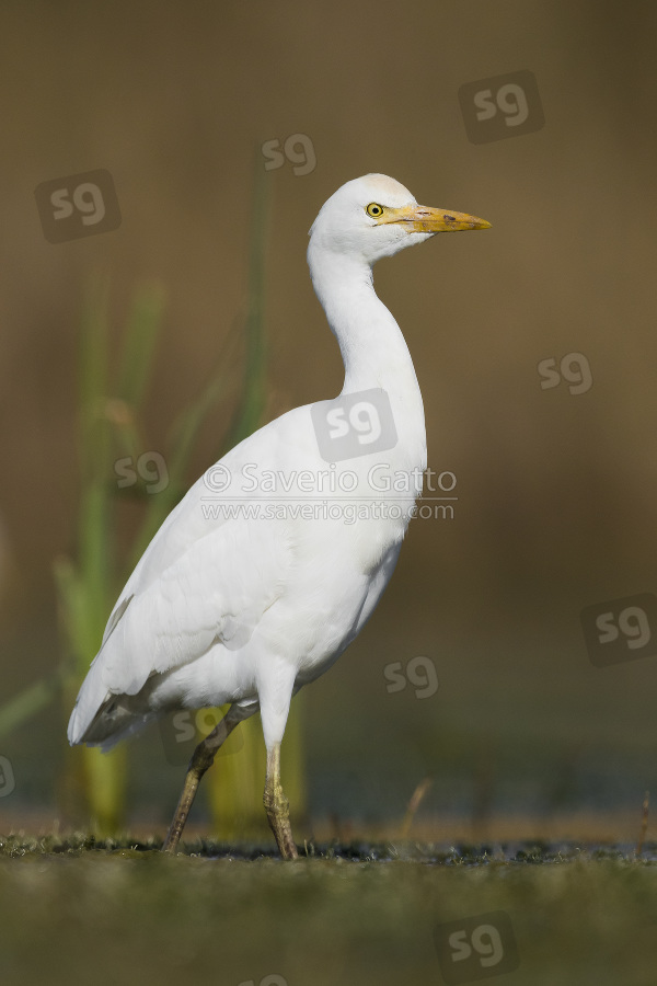 Cattle Egret