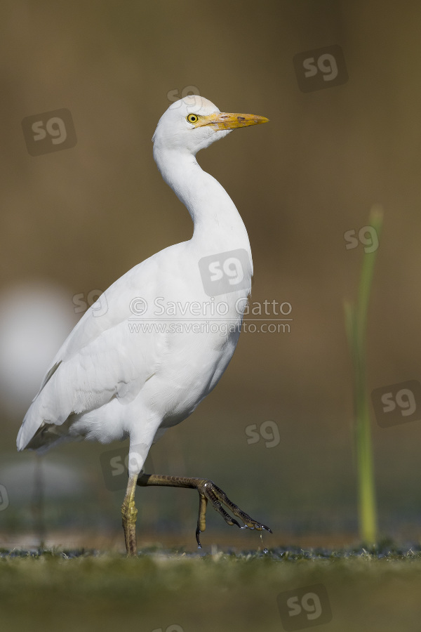 Cattle Egret