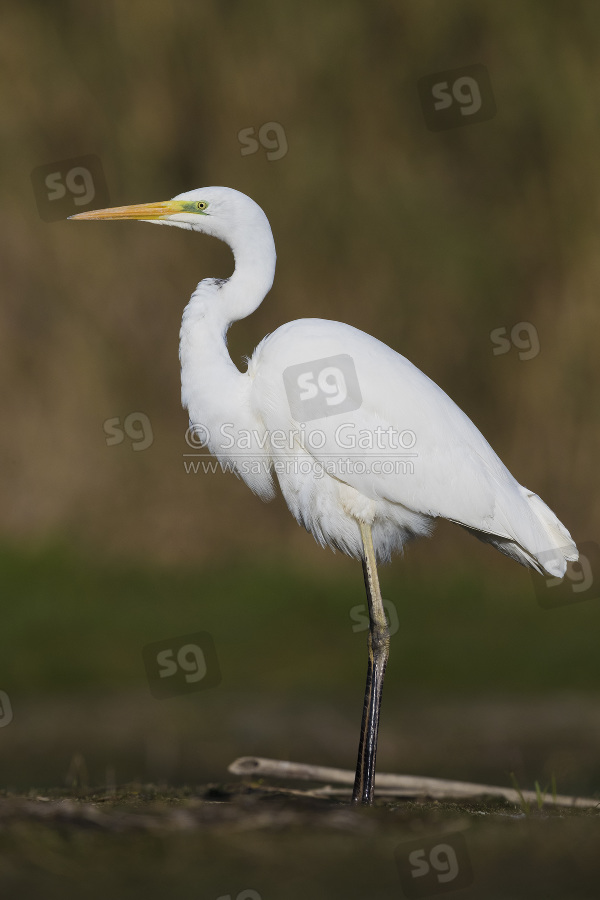 Airone bianco maggiore