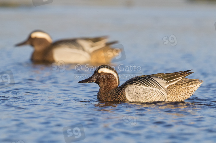 Garganey