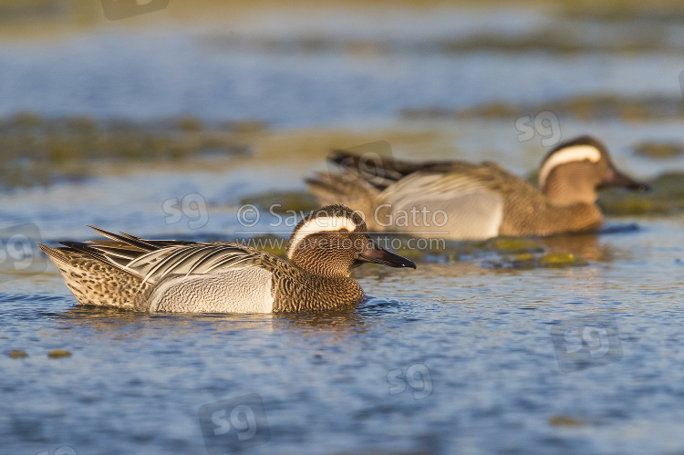 Garganey