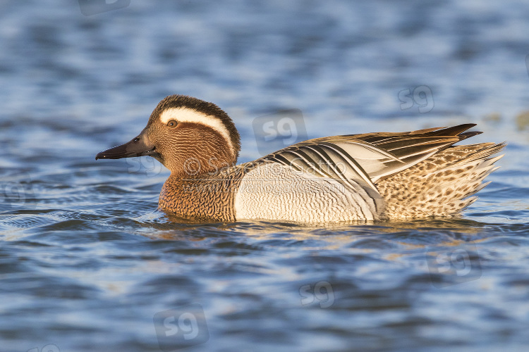 Garganey