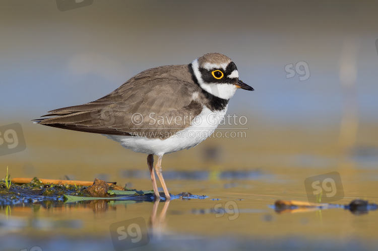 Little Ringed Plover, adult standing in a pond