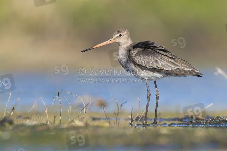 Black-tailed Godwit, adult in winter plumage standing in a swamp