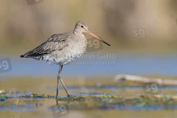 Black-tailed Godwit