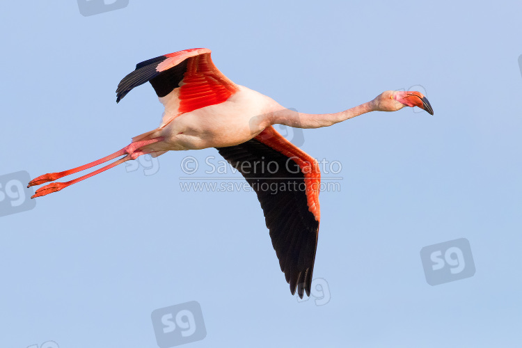 Fenicottero rosa, adulto in volo