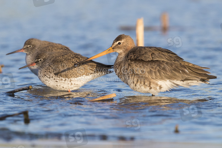 Black-tailed Godwit, adult in winter plumage standing in a swamp together with redshanks