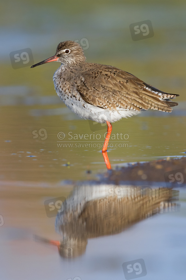 Common Redshank, adult standing in a pond