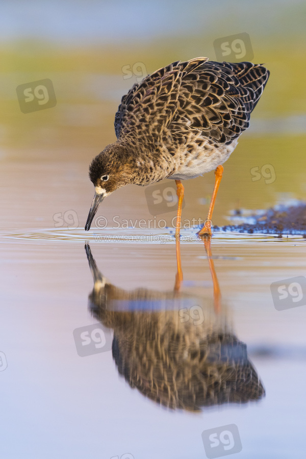 Ruff, adult standing in a pond at sunset