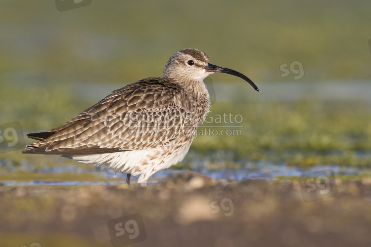 Eurasian Whimbrel, adult standing in a swamp