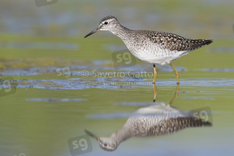 Wood Sandpiper, adult standing in a swamp