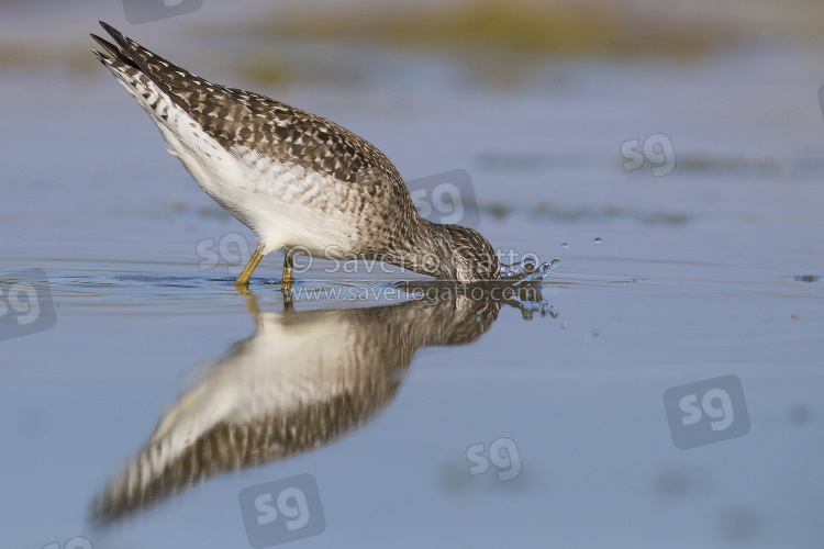 Wood Sandpiper