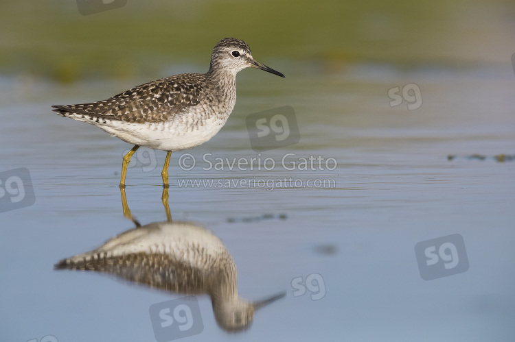 Wood Sandpiper, adult standing in the water