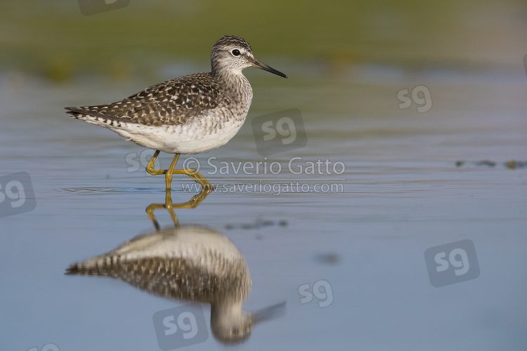 Wood Sandpiper, adult walking in a swamp