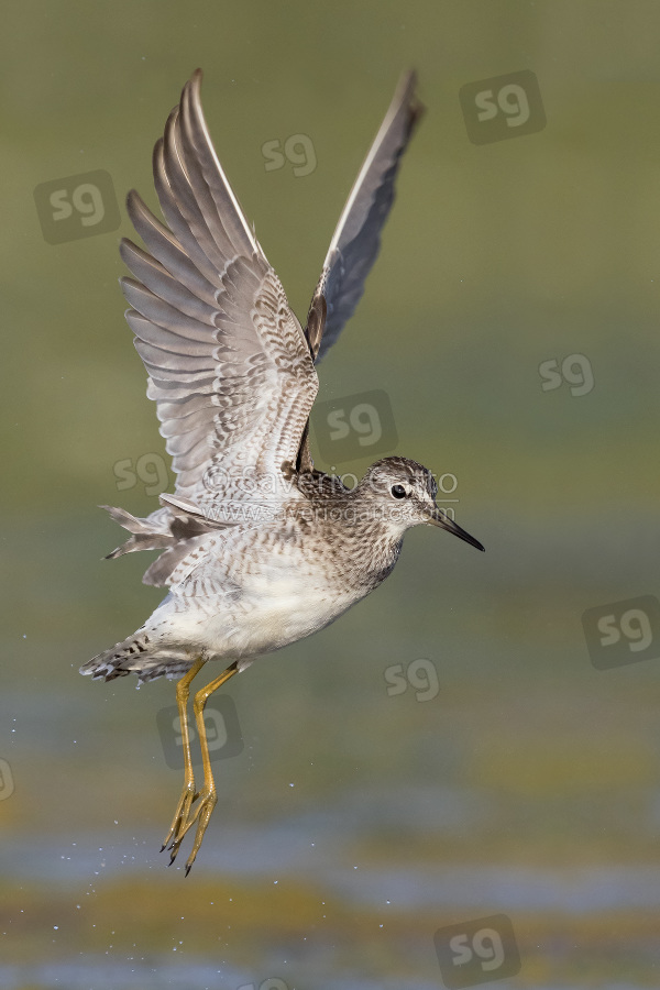 Wood Sandpiper