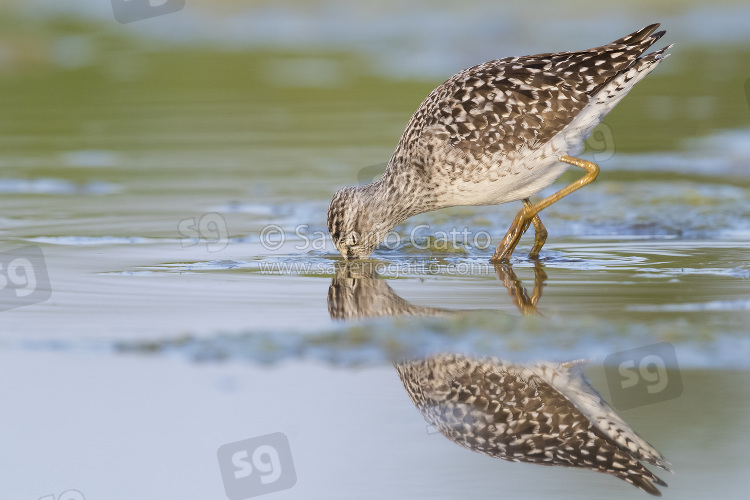 Wood Sandpiper