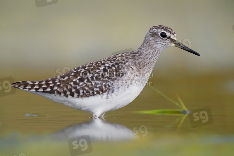 Wood Sandpiper