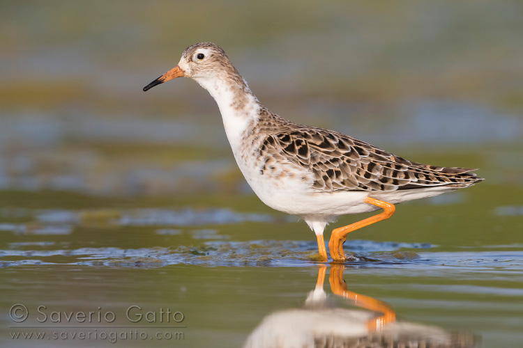 Ruff, adult walking in a pond