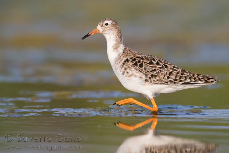 Ruff, adult walking in a pond