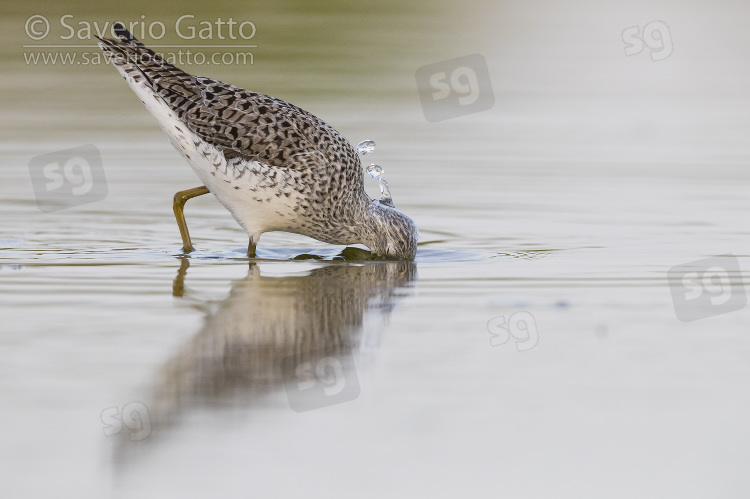 Marsh Sandpiper, adult feeding in a pond