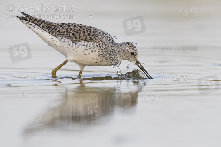 Marsh Sandpiper, adult feeding in a pond