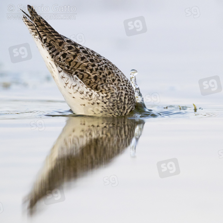 Marsh Sandpiper, adult feeding in a pond