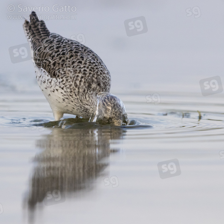 Marsh Sandpiper