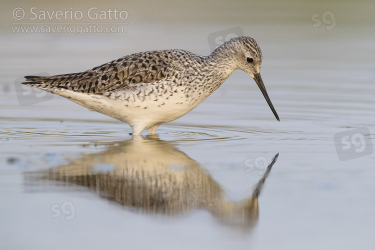 Marsh Sandpiper, adult feeding in a pond