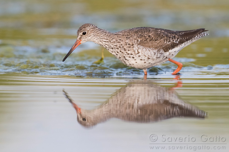 Common Redshank, adult walking in a pond