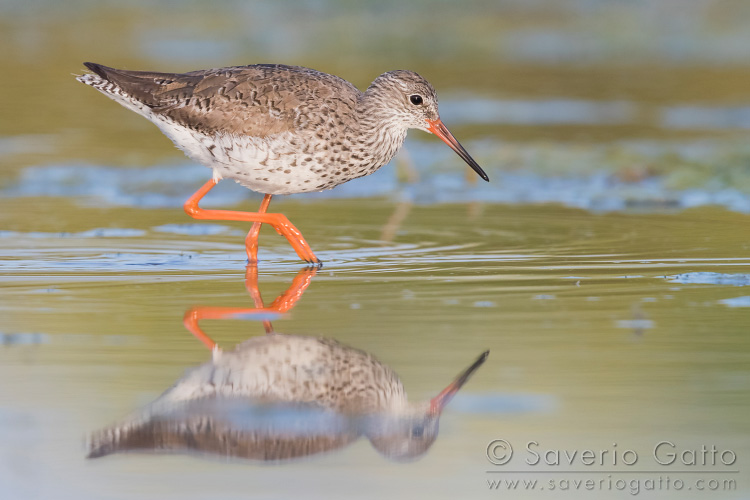 Common Redshank, adult walking in a pond