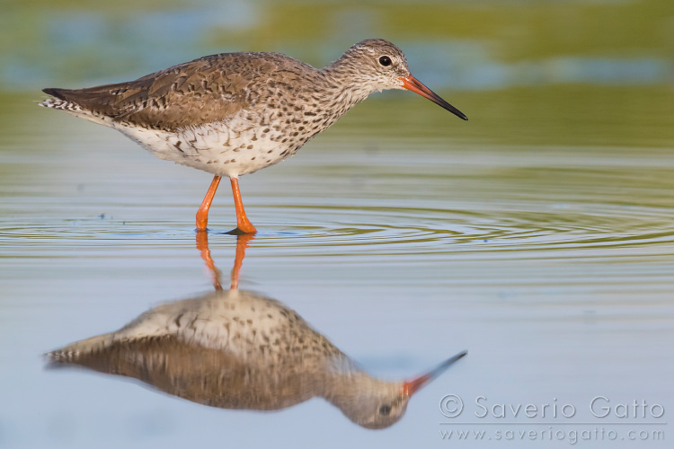 Common Redshank, adult standing in the water