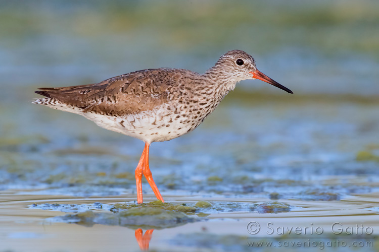 Common Redshank, adult standing in the water