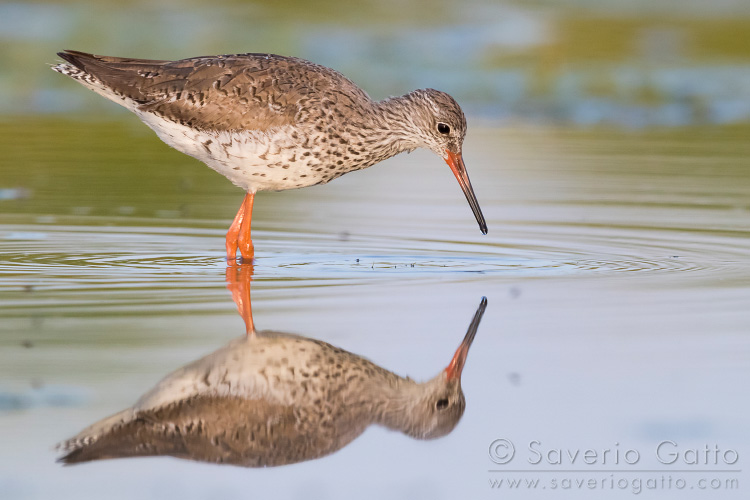 Common Redshank