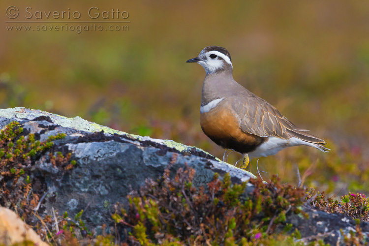 Eurasian Dotterel, adult female stading in its breeding habitat