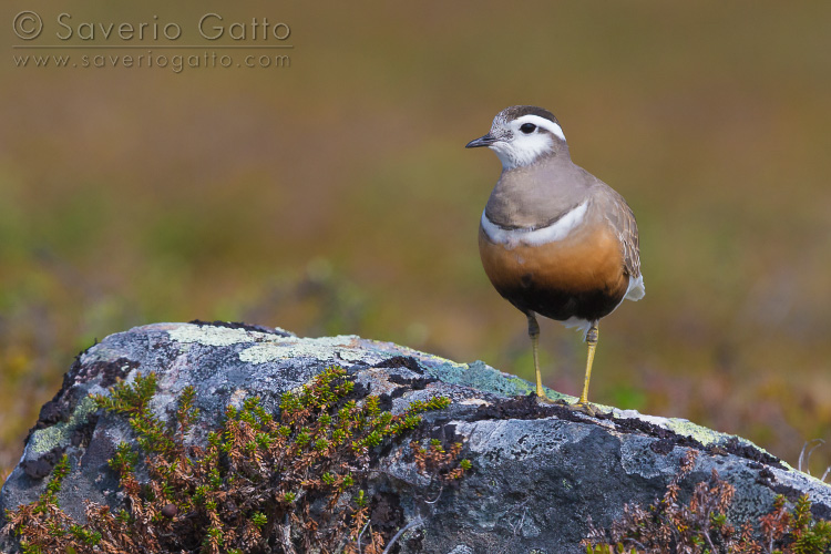 Eurasian Dotterel