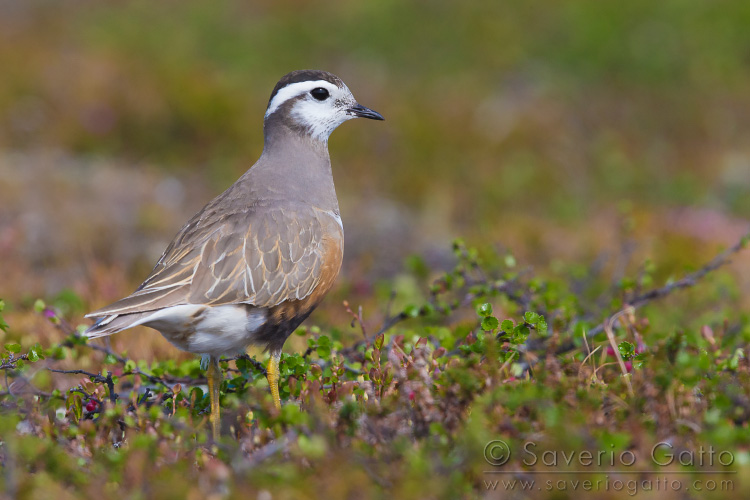 Eurasian Dotterel, adult stading in its breeding habitat